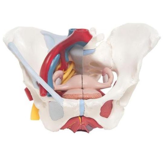 Pelvis femenina con ligamentos