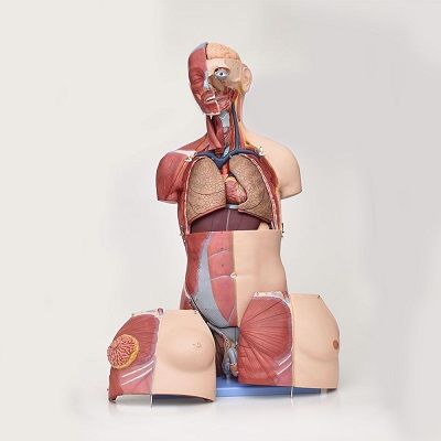Torso con musculos bisexual