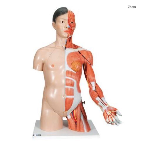 Torso de lujo y brazo