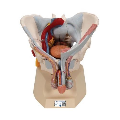 Pelvis masculina con ligamentos