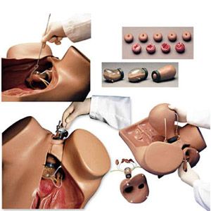 Descripción: El modelo quirúrgico SynDaver es el simulador quirúrgico de cuerpo completo más elaborado y sofisticado jamás concebido, con sistemas musculoesqueléticos, cardiovasculares, respiratorios y gastrointestinales completos y funcionales.