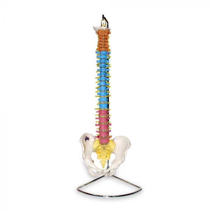 Columna vertebral de colores