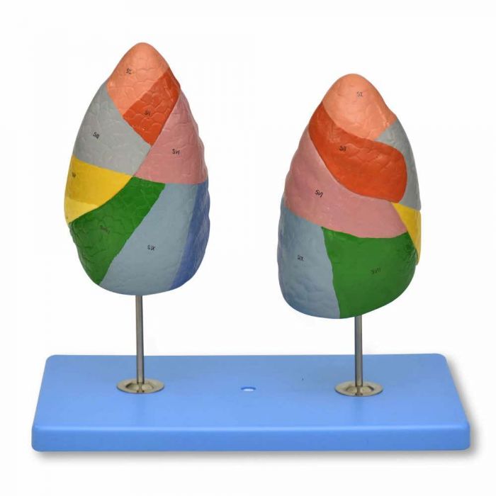 Modelo anatomico de segmentos