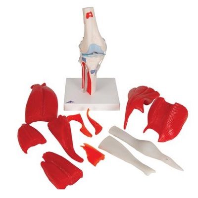 Articulacion de la rodilla 12