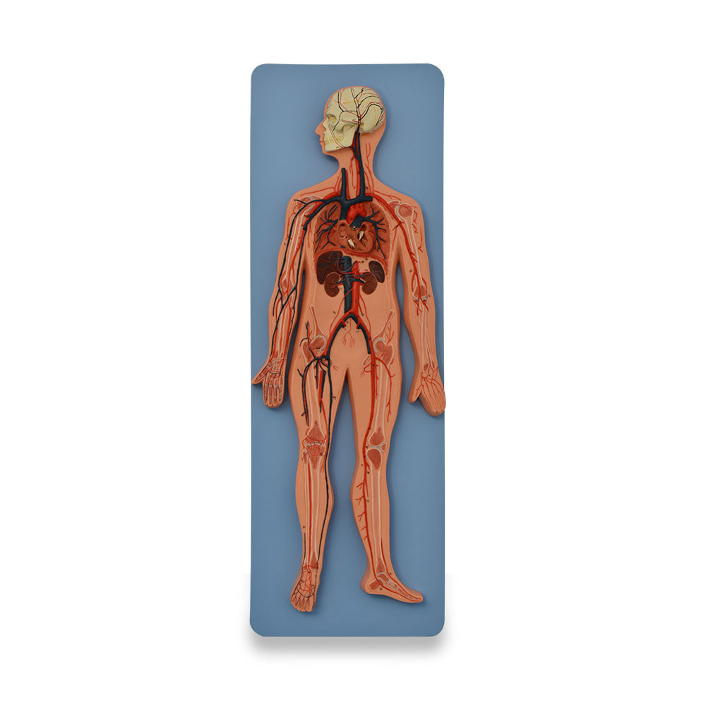 Sistema circulatorio humano de Beracah Medica, mostrando vasos sanguíneos y estructura del sistema circulatorio en un modelo anatómico.