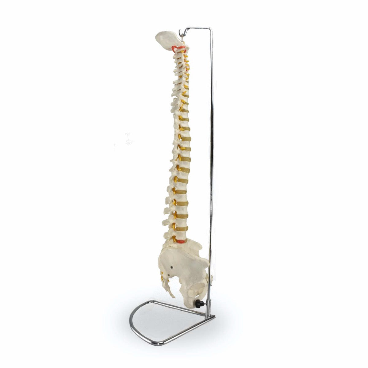 Columna vertebral flexible del sistema óseo de la marca Beracah Medica, mostrando detalles de las vértebras y estructura ósea.
