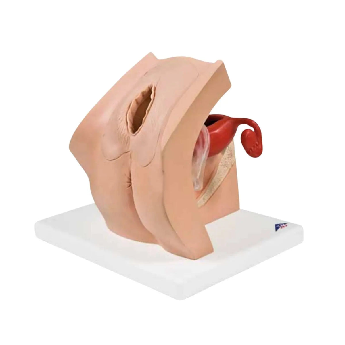 Maniquí ginecológico Beracah Medica para simulación de parto y educación en obstetricia, con detalles anatómicos visibles.