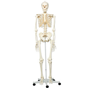 Esqueleto Stan de sistema óseo con soporte rotatorio y cinco patas, modelo de Beracah Médica, vista de frente en soporte estable