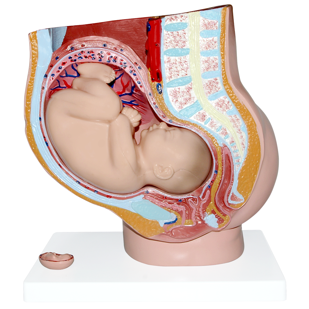 Pelvis de embarazo con feto, modelo anatómico de Beracah Medica, mostrando detalles del desarrollo fetal en la pelvis.