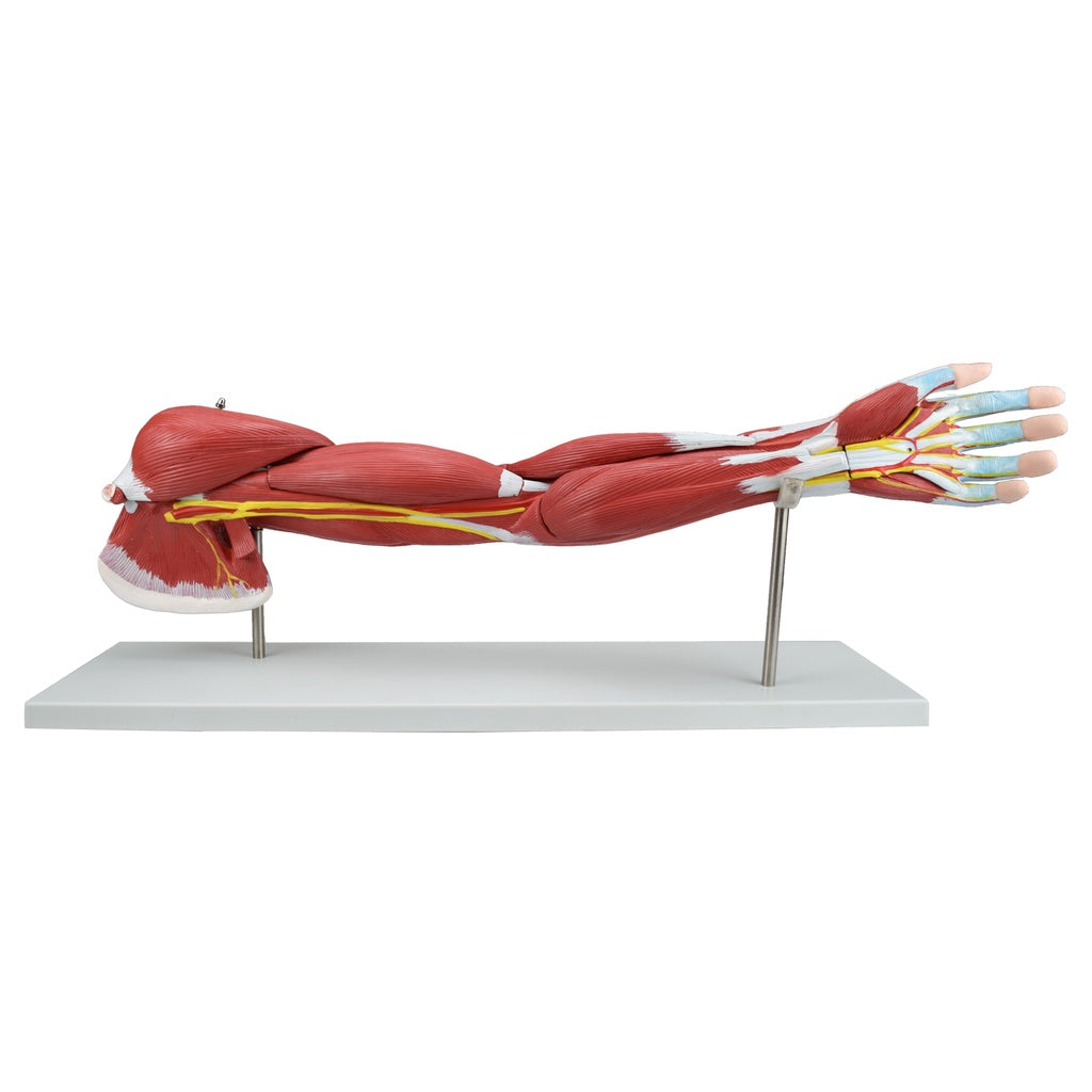 Sistema muscular de brazo Beracah Medica, medidas 95x35x36 cm, con detalles anatómicos visibles y estructura realista.