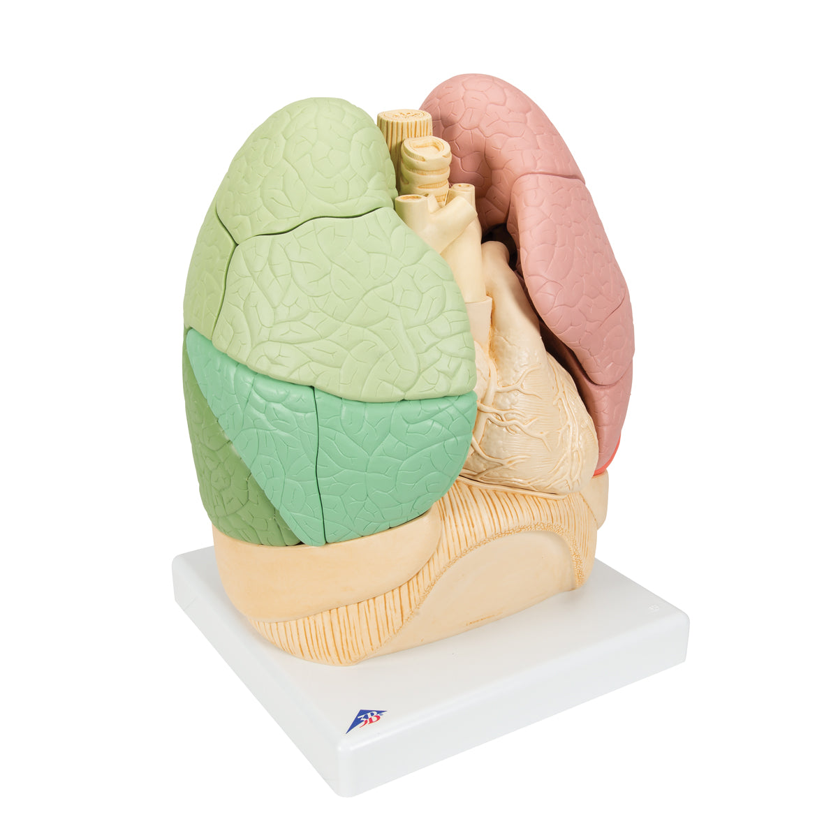 Segmento de pulmón del sistema respiratorio de la marca Beracah Médica, mostrando detalles anatómicos en la imagen.