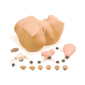 Maniquí de formación ginecológica de EVA para entrenamiento, simulador médico de Beracah Medica, con detalles anatómicos visibles.