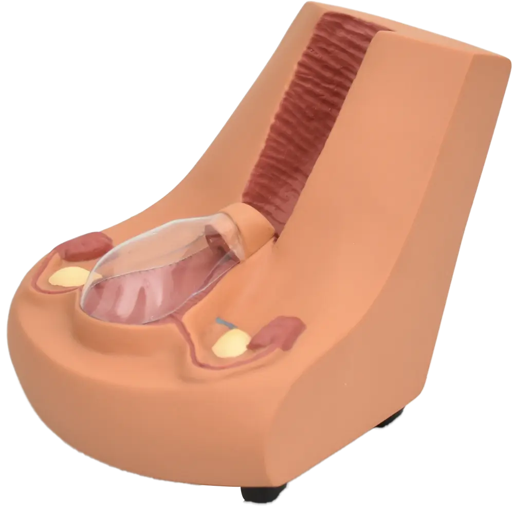 Modelo de dispositivo intrauterino de Beracah Medica para formación, con componentes del sistema reproductivo visible.