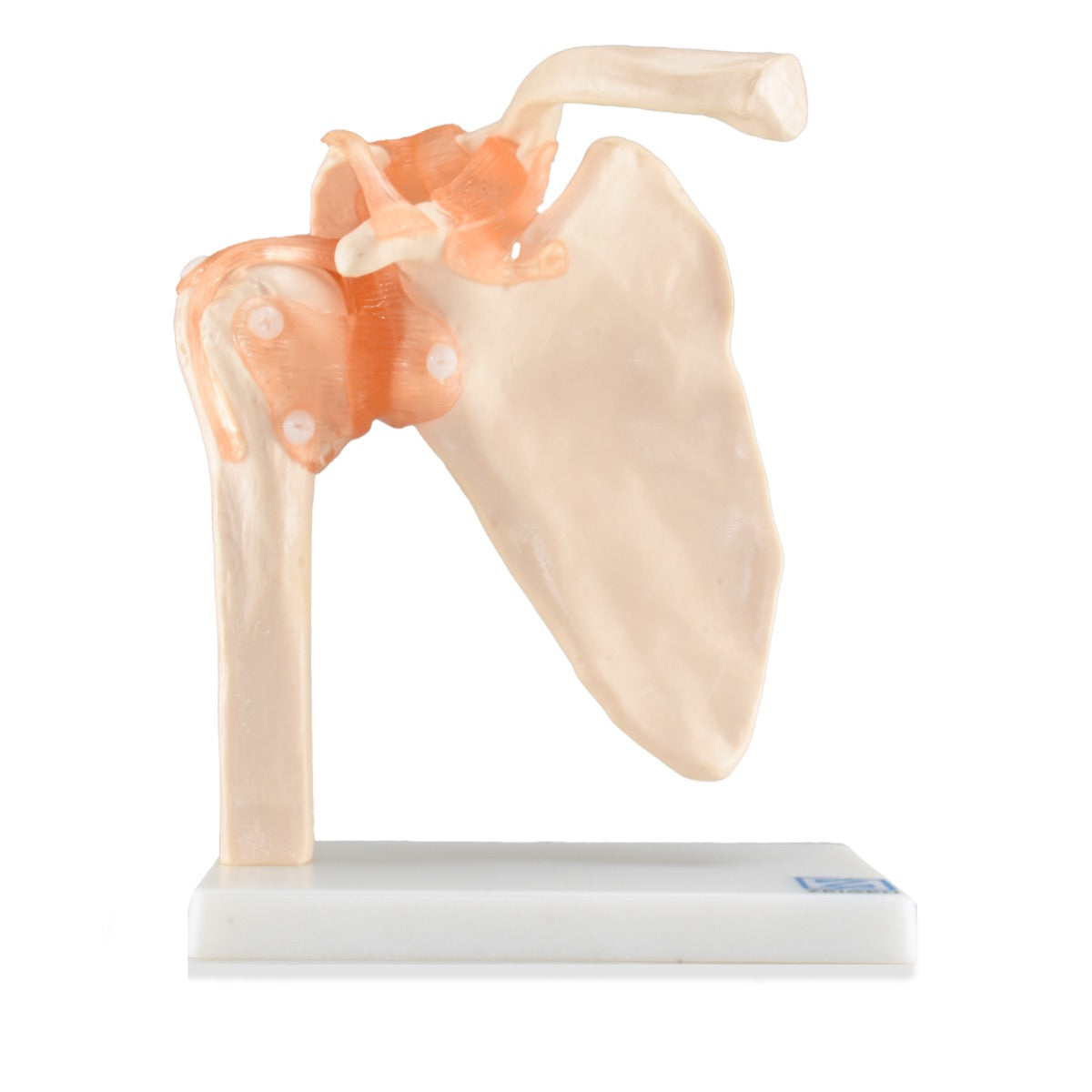 Sistema óseo de la articulación del hombro de la marca Beracah Medica, mostrando huesos y articulaciones en detalle.