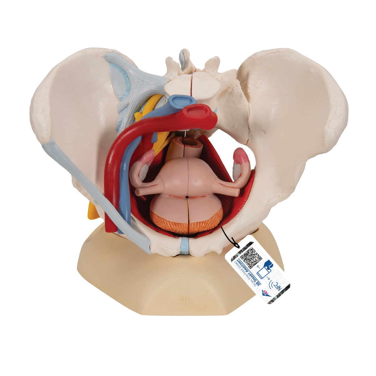 Pelvis femenina de Beracah Medica con ligamentos, vasos, nervios, piso pélvico y órganos en 6 partes, vista anatómica detallada.