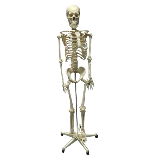 Esqueleto completo de 170 cm con pedestal de puntas, sistema óseo de la marca Beracah Medica, para enseñanza médica.