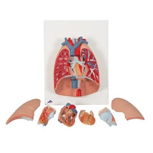 Modelo de pulmón de 7 piezas de Beracah Médica, sistema respiratorio, muestra detalles anatómicos en la imagen.