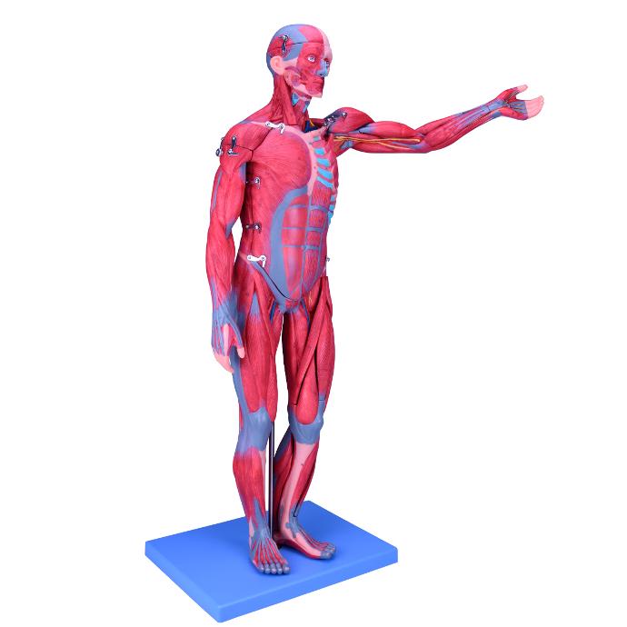 Figura masculina completa de 78 cm con sistema muscular de Beracah Medica, muestra detalles anatómicos y músculos visibles.