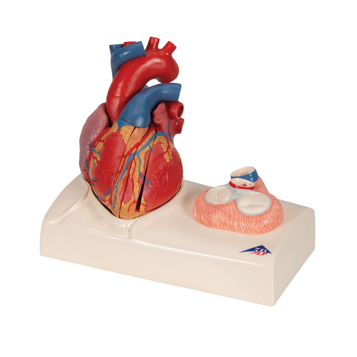 Corazón magnético de 5 piezas tamaño real para sistema circulatorio, modelo de Beracah Médica, con detalles anatómicos visibles.