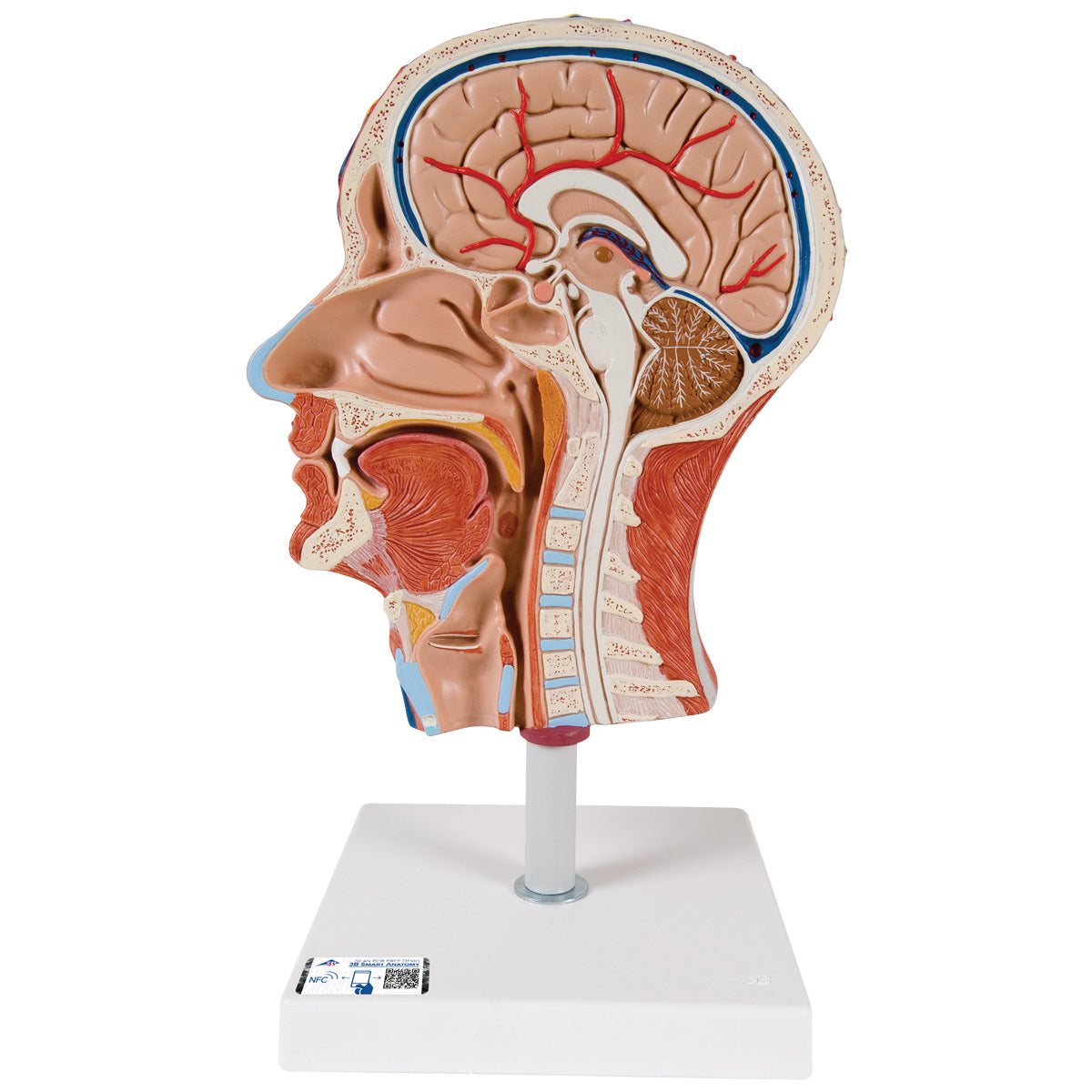 Cabeza musculatura media de la marca Beracah Medica, con detalles anatómicos visibles en la imagen.