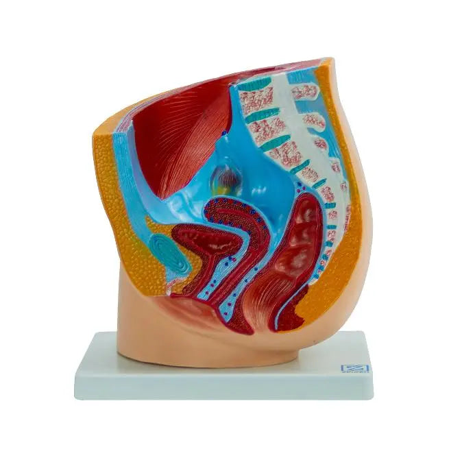 Pelvis femenina de modelo anatómico de la marca Beracah Medica, vista frontal mostrando estructura ósea y detalles internos