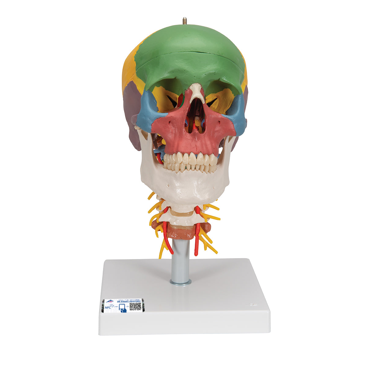 Craneo clasico didactico con columna cervical de 4 partes