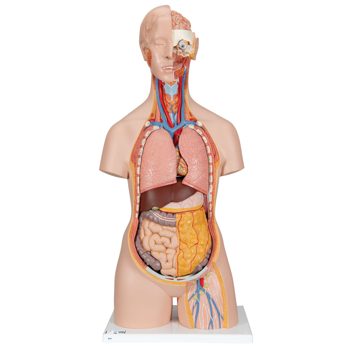 Torso clásico con espalda abierta de 18 partes, modelo de la marca Beracah Médica, mostrando detalles anatómicos.
