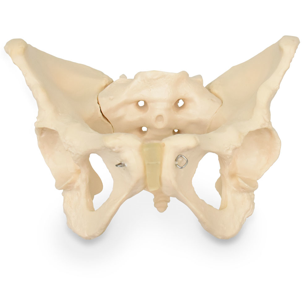 Pelvis femenina ósea de la marca Beracah Medica, vista frontal con detalles anatómicos claros y estructura ósea.