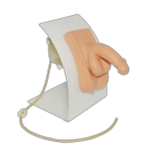 Simulador básico de cateterismo masculino de Beracah Médica para entrenamiento médico, con detalles realistas en el modelo.