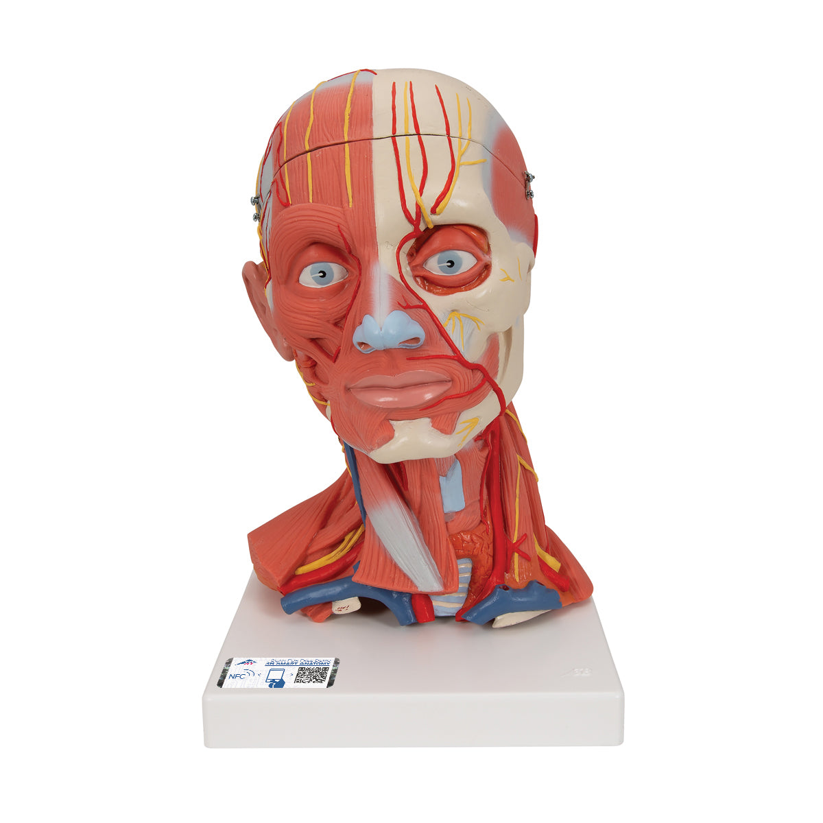 Conjunto de 5 cabezas de musculatura de la cabeza y cuello de la marca Beracah Medica, ideal para estudios anatómicos.