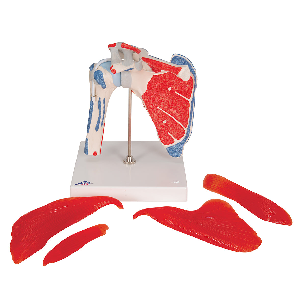 Sistema óseo de articulación del hombro con manguito rotador, compuesto por 5 piezas, de la marca Beracah Médica.