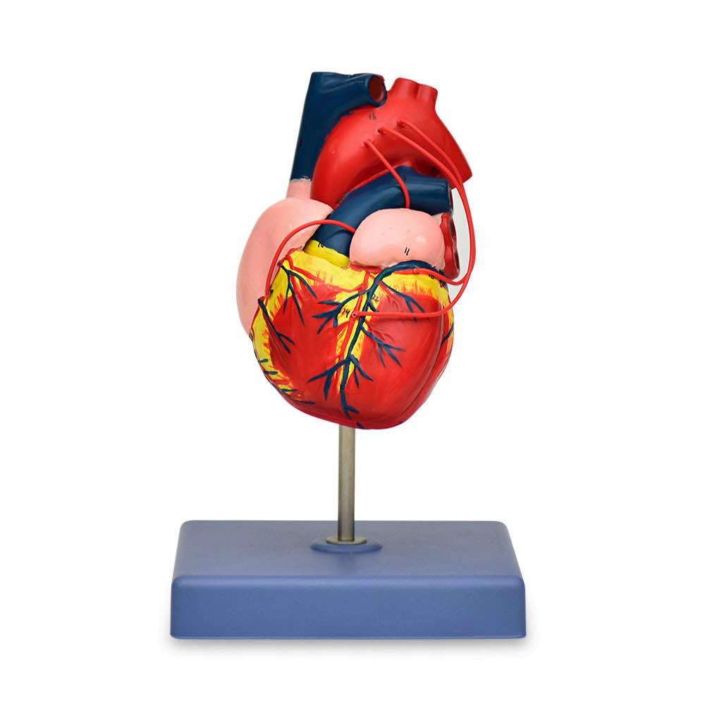 Corazón adulto de 20cm, modelo del sistema circulatorio, de la marca Beracah Médica, muestra detalles anatómicos en la imagen.