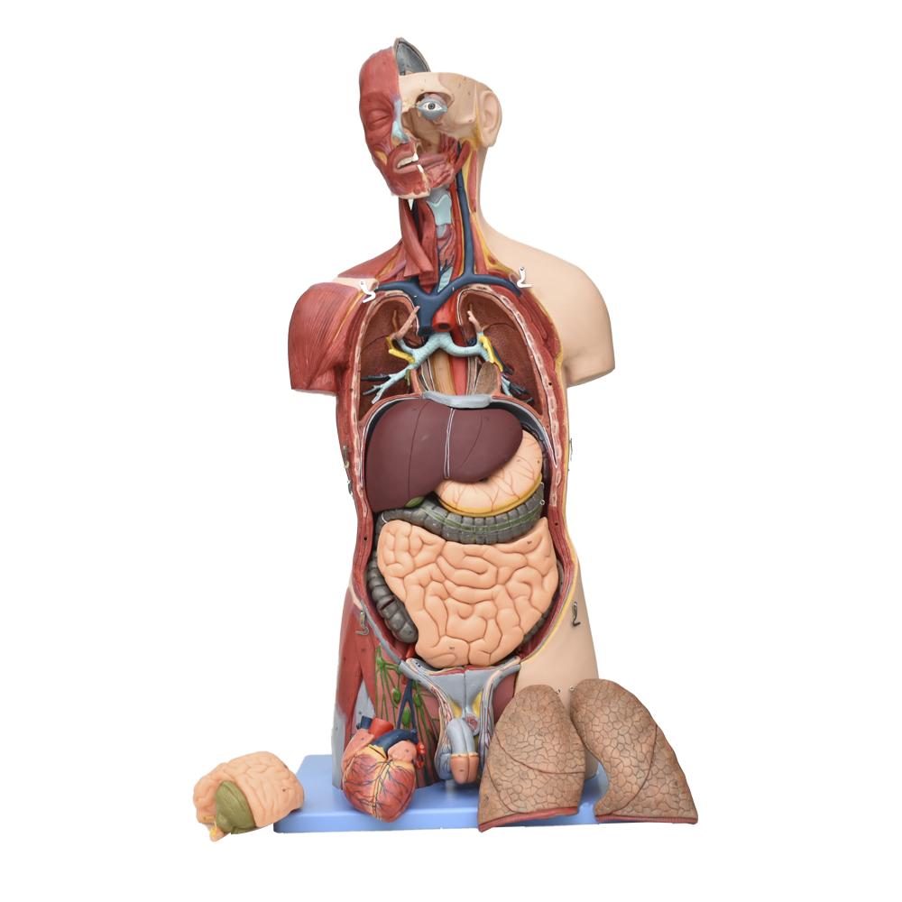Torso con músculos biológicos en sistema muscular, modelo anatómico de Beracah Medica, mostrando detalles musculares en la parte superior.