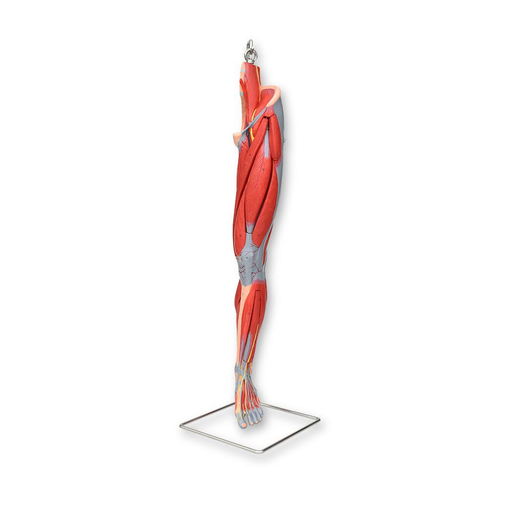 Sistema muscular de pierna Beracah Medica, medidas 96x36x36 cm, simula músculos de la pierna en color realista.