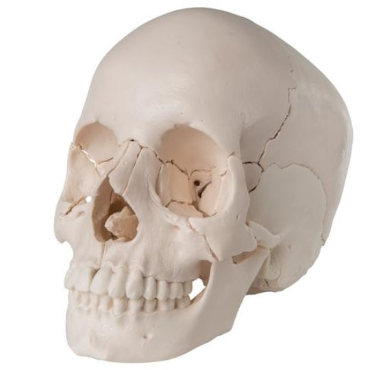 Craneo desmontable, version anatomica de 22 partes