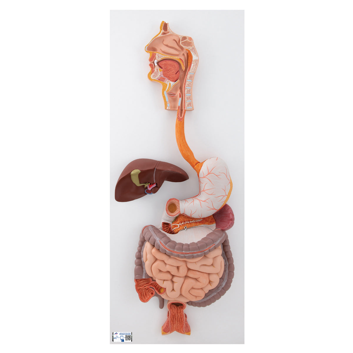 Sistema digestivo de 3 piezas de la marca Beracah Medica, muestra las partes del sistema digestivo en un modelo anatómico.