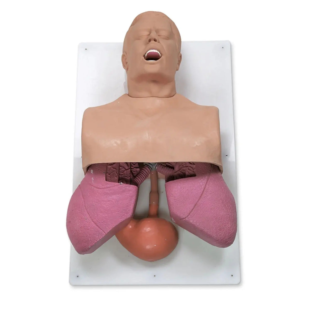 Simulador de entrenamiento para manejo de vías respiratorias en adultos, marca Beracah Medica, modelo para formación médica.