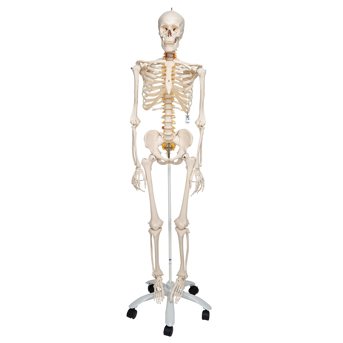 Esqueleto flexible de sistema óseo sobre base metálica con 5 ruedas, marca Beracah Medica, visible en la imagen.