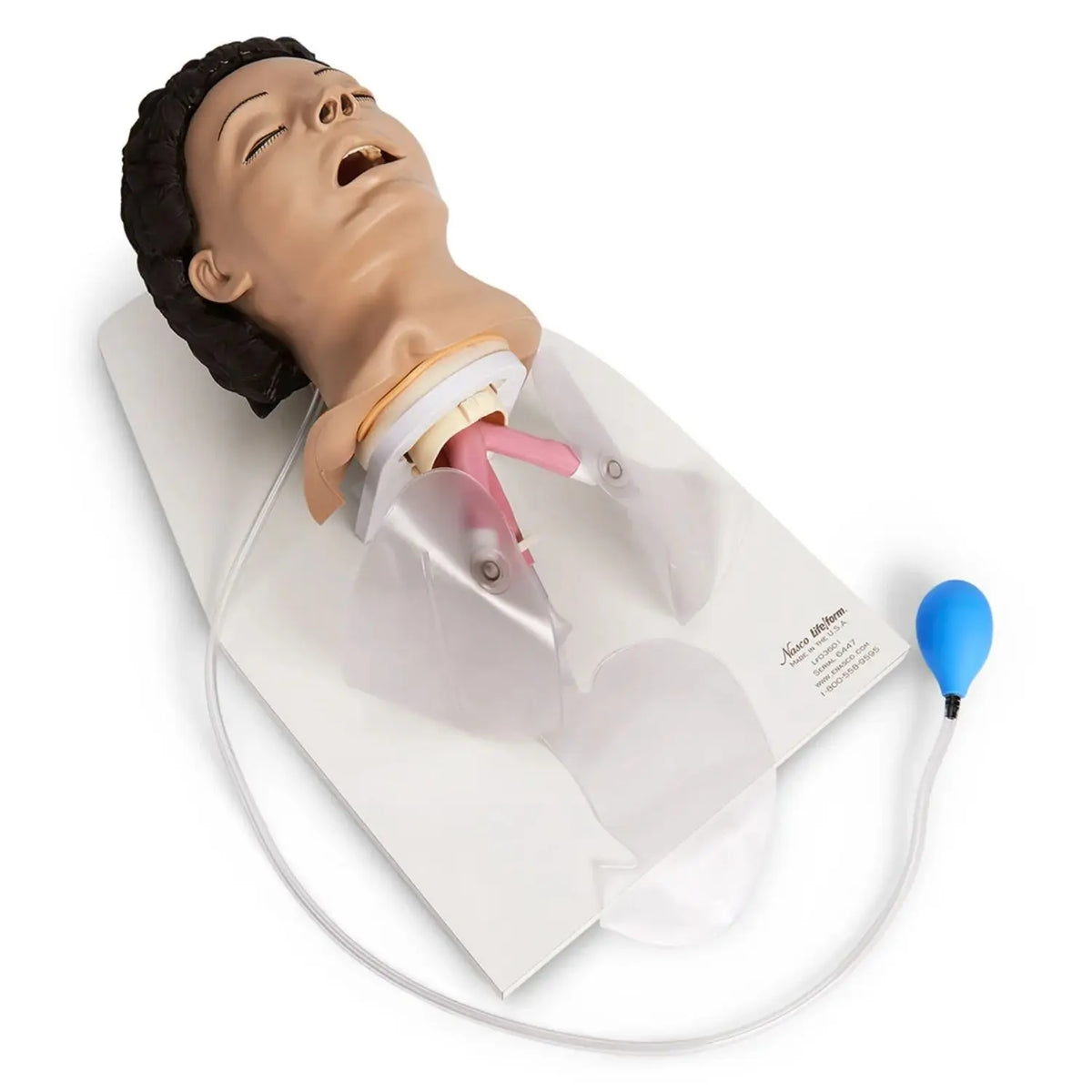 Simulador de entrenamiento para manejo de vías respiratorias para adultos Life/form® de Beracah Medica, con soporte.