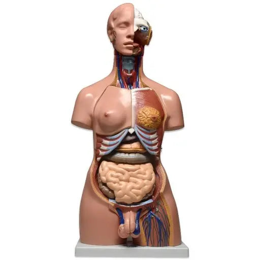 Modelo anatómico de torso bisexual de 23 piezas, tamaño 86x37x25 cm, de la marca Beracah Médica, muestra detalles internos y externos