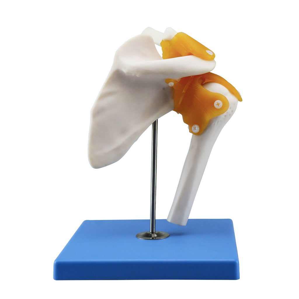 Sistema óseo de la articulación del hombro con ligamentos, modelo de Beracah Medica, mostrando huesos y conexiones anatómicas.