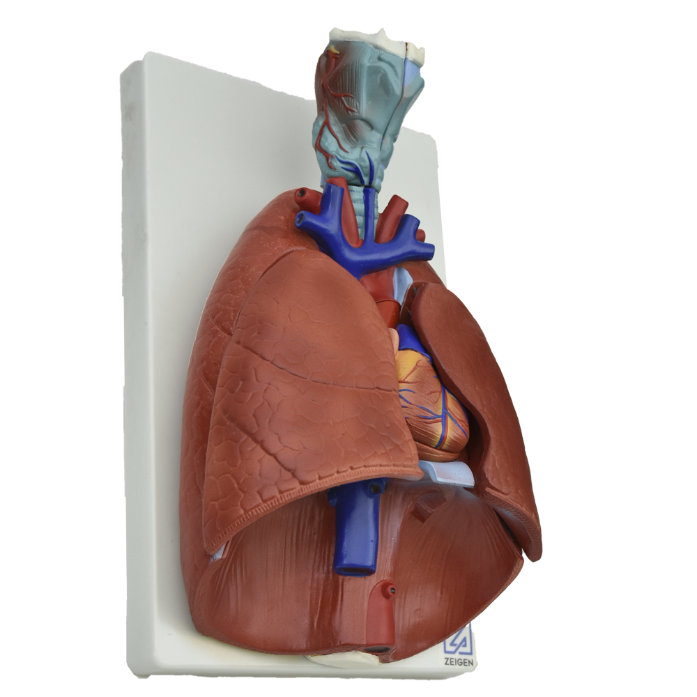 Modelo anatómico de pulmones naturales del sistema respiratorio, de la marca Beracah Médica, muestra detalles de los pulmones humanos.