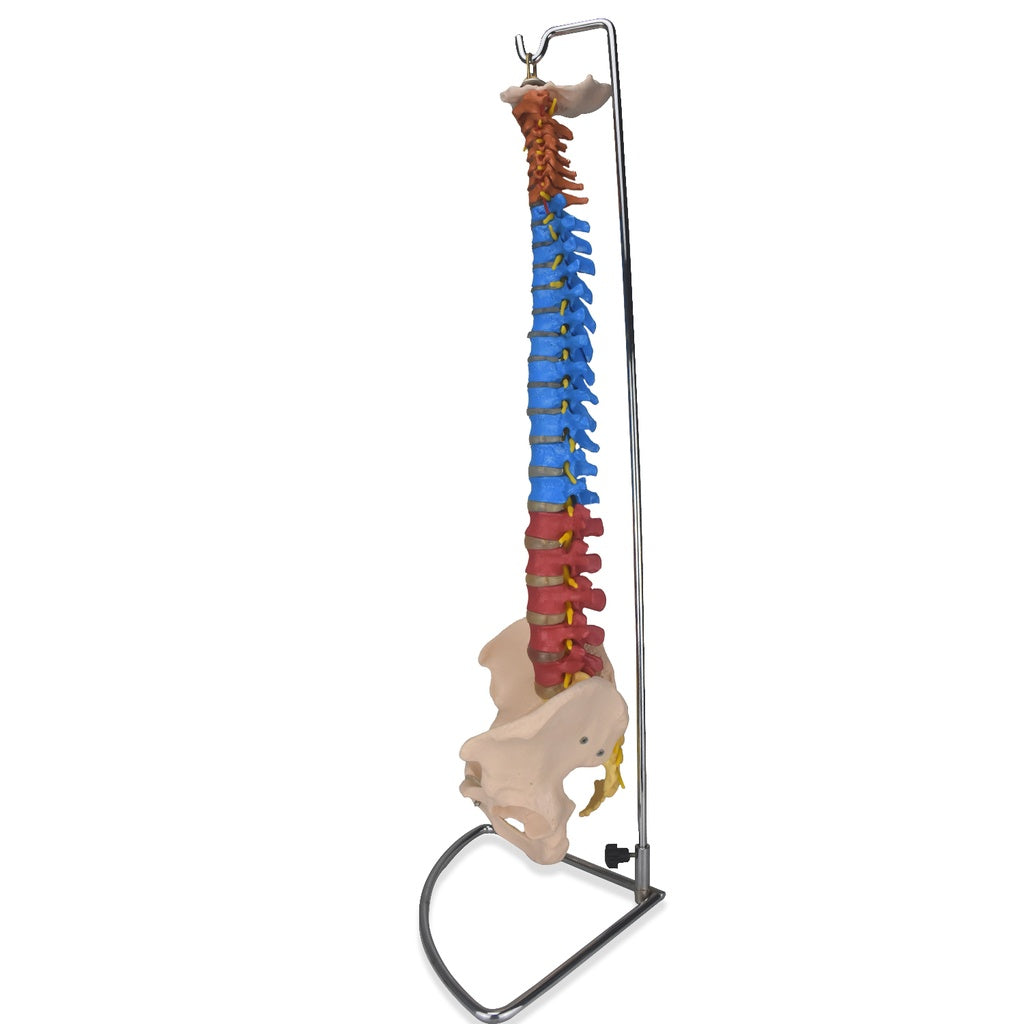 Columna vertebral de colores del sistema óseo, modelo anatómico de Beracah Medica, con vértebras en tonos variados.