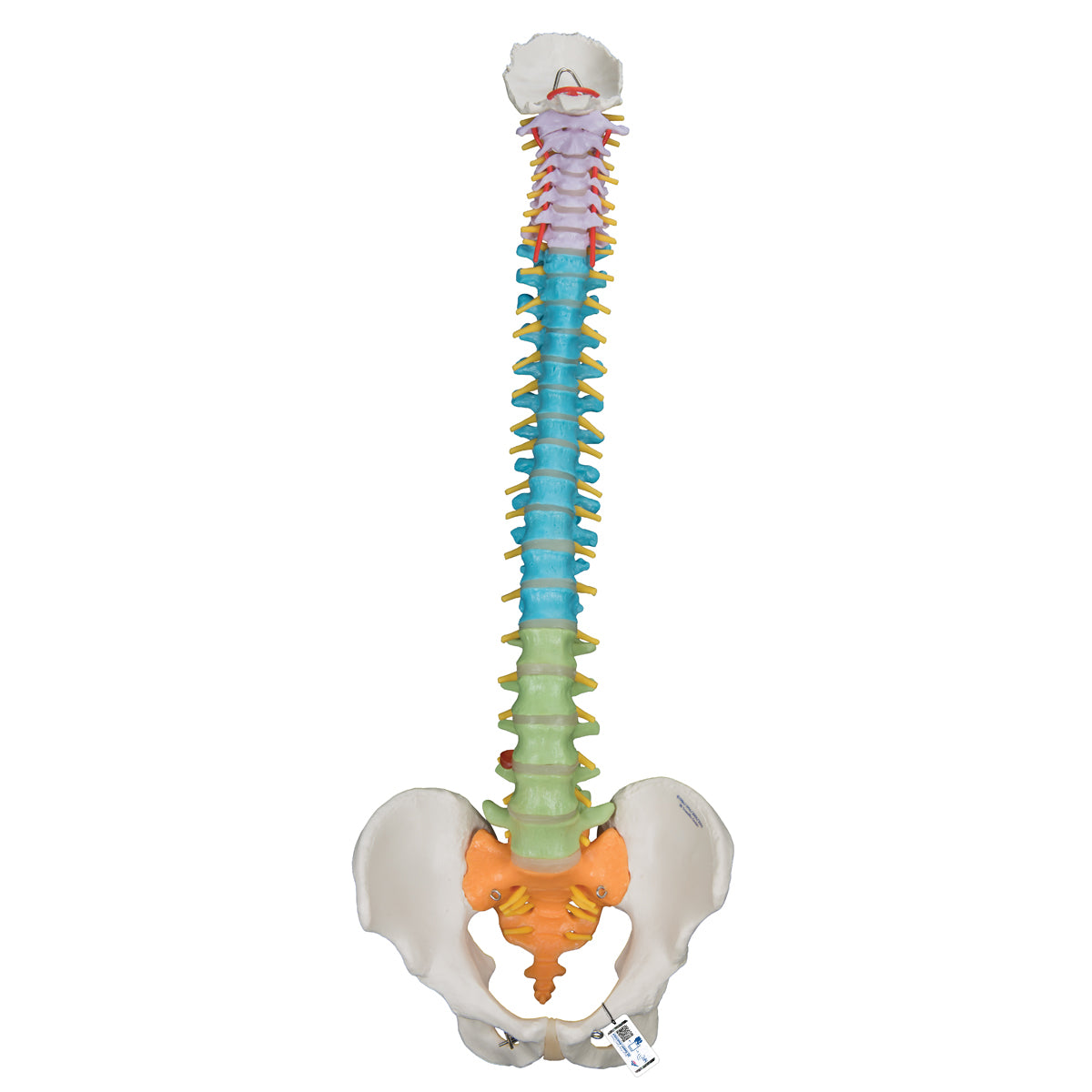 Columna didáctica flexible MSI de Beracah Medica, con componentes ajustables y colores vivos para educación y formación médica.
