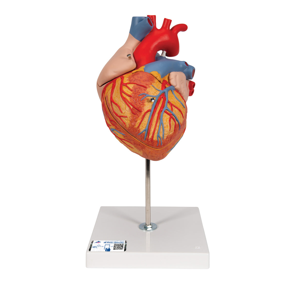 Corazon de 4 piezas de 2 veces su tamaño natural