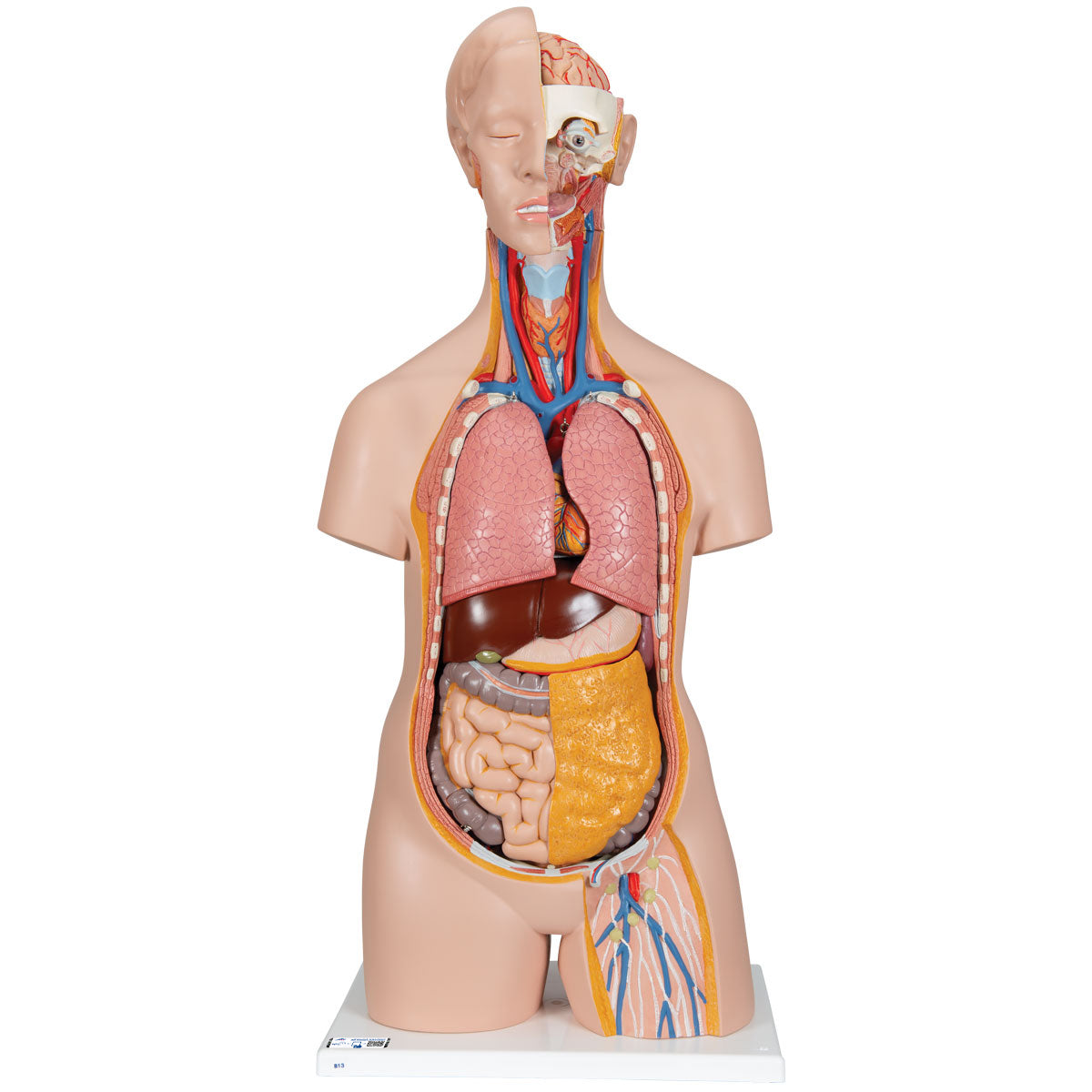 Torso clásico asexuado de 14 partes de Beracah Médica, muestra detalles de las secciones y articulaciones del modelo anatómico.