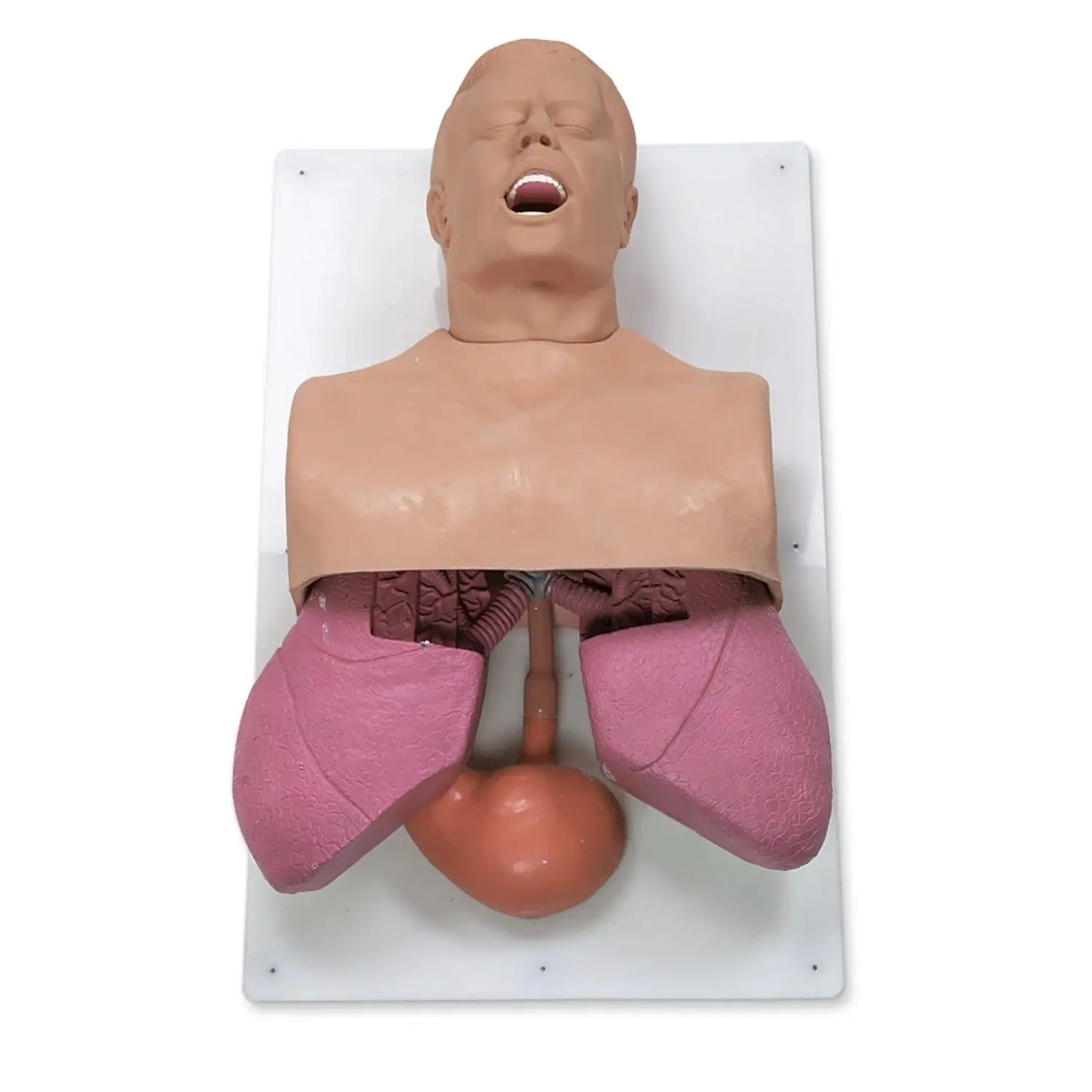 Entrenador de manejo de vías respiratorias en adultos