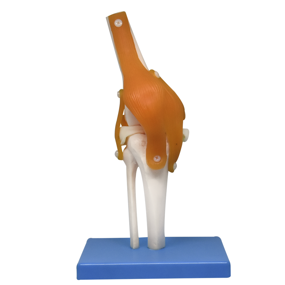 Modelo de articulación de rodilla con ligamentos en sistema óseo de Beracah Medica, muestra detalles de huesos y ligamentos.