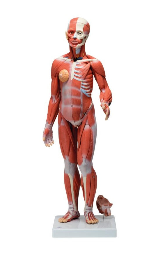 Figura completa doble sexo con músculos y órganos internos desmontables en 33 piezas, modelo MSI de Beracah Medica.