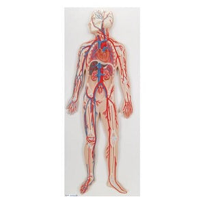 Sistema circulatorio humano de la marca Beracah Medica, con detalles de vasos sanguíneos y corazón en imagen.